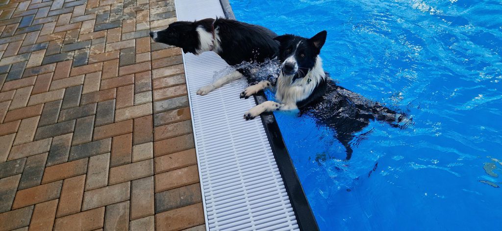 Hundeschwimmen am 14.09.2025