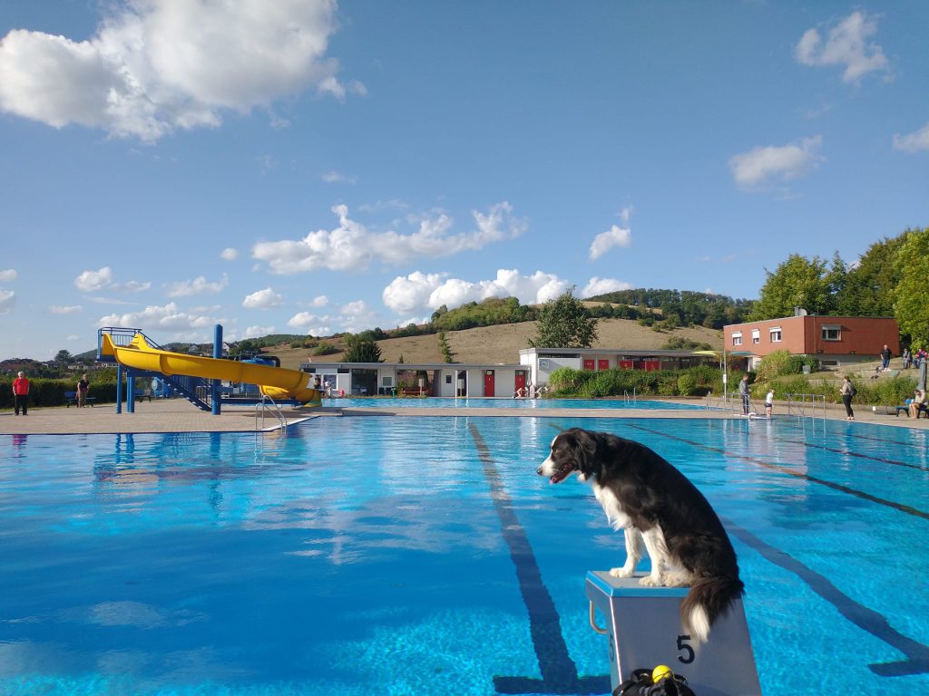 Hundeschwimmen am 14.09.2025