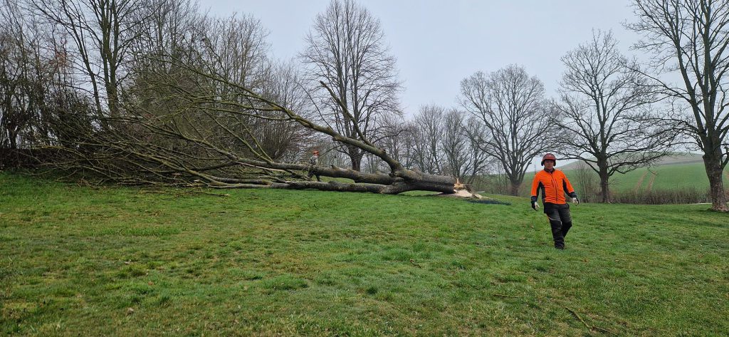 Der sch&ouml;ne "Schattenbaum" musste weichen...
