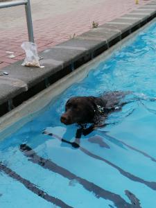 01.09.2019 - Hundeschwimmen